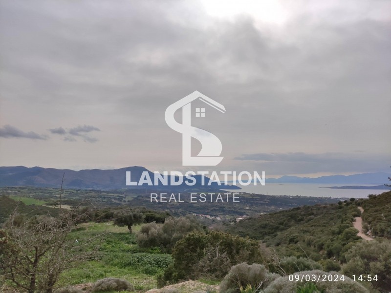 Αγροτεμάχια 7.136 τ.μ. πρός πώληση, Εύβοια, Στύρα
