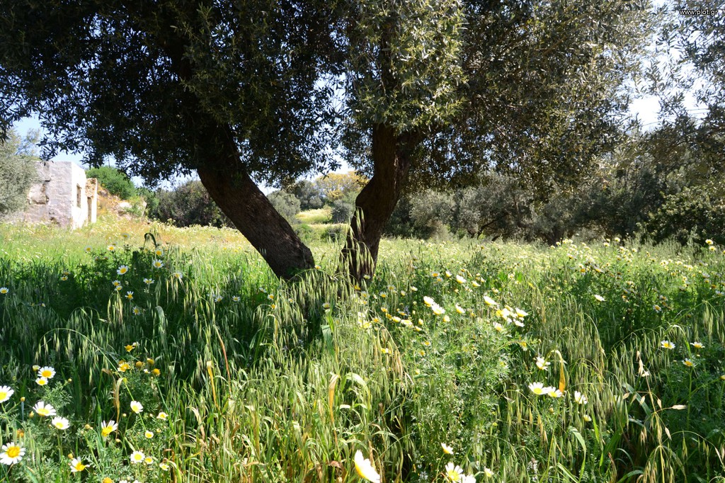 Οικόπεδο 2.080 τ.μ. πρός πώληση, Δωδεκάνησα, Λέρος