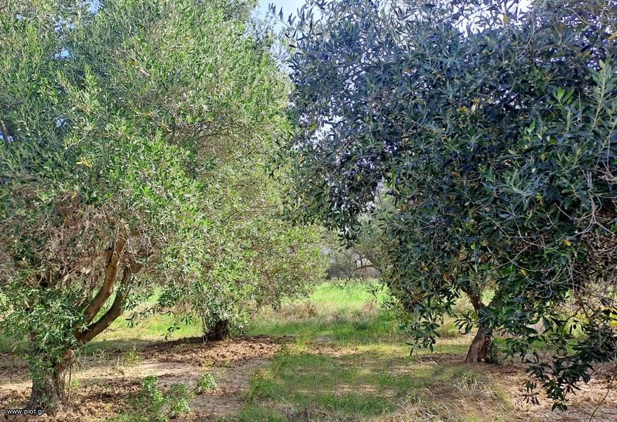 Αγροτεμάχια 4.200 τ.μ. προς πώληση, Ροβιές