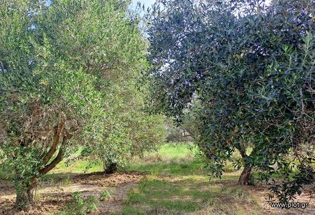 Parcel 4.200sqm for sale-Limni » Rovies