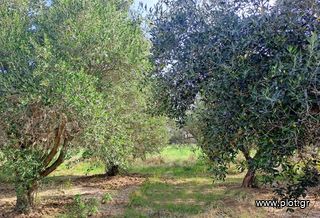 Αγροτεμάχια 4.200 τ.μ. για πώληση