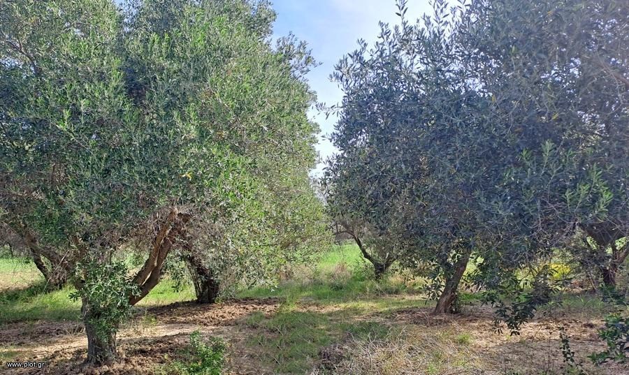 Αγροτεμάχια 4.200 τ.μ. προς πώληση, Ροβιές