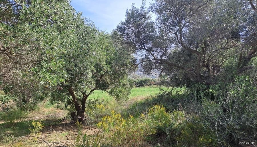 Αγροτεμάχια 4.200 τ.μ. προς πώληση, Ροβιές