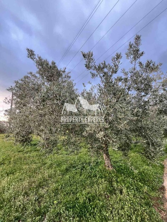 Αγροτεμάχια 2.500 τ.μ. προς πώληση, Νέα Χιλή