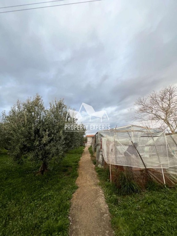 Αγροτεμάχια 2.500 τ.μ. προς πώληση, Νέα Χιλή