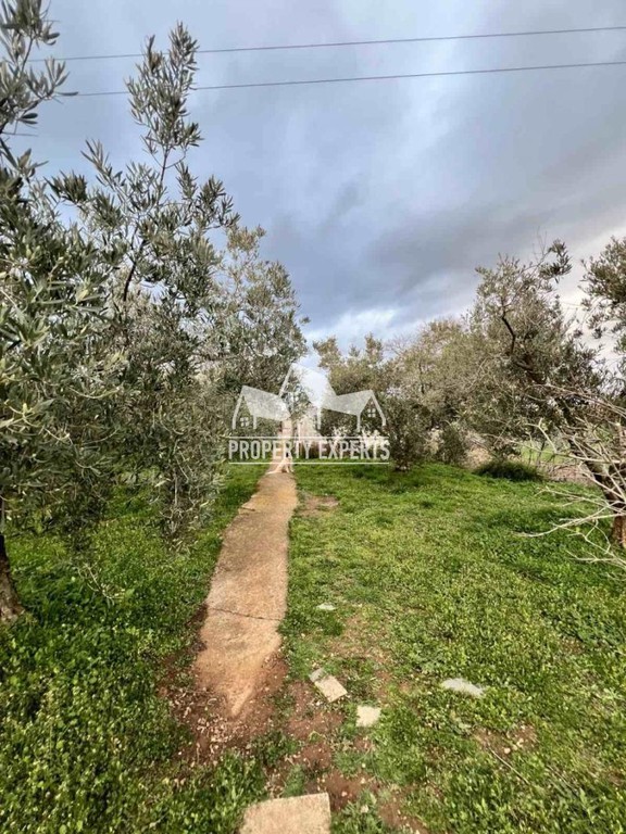 Αγροτεμάχια 2.500 τ.μ. προς πώληση, Νέα Χιλή