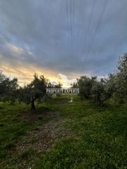 Αγροτεμάχια 2.500 τ.μ. για πώληση