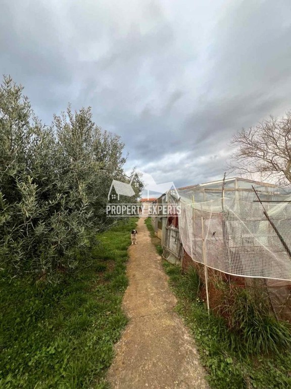 Αγροτεμάχια 2.500 τ.μ. προς πώληση, Νέα Χιλή