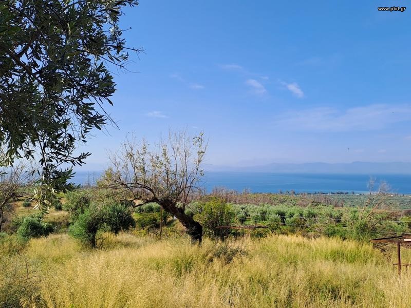 Αγροτεμάχια 10.000 τ.μ. προς πώληση, Παλαιοχώρι Λίμνης