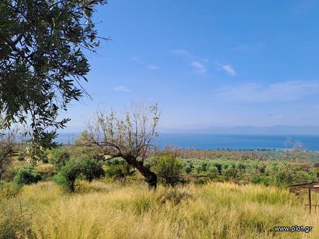 Parcel 10.000sqm for sale-Limni » Palaiochori