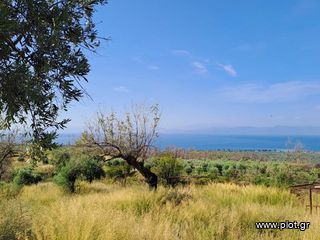 Αγροτεμάχια 10.000 τ.μ. για πώληση