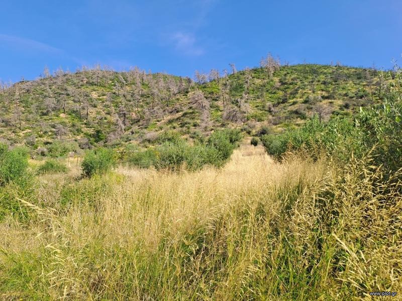 Αγροτεμάχια 10.000 τ.μ. προς πώληση, Παλαιοχώρι Λίμνης