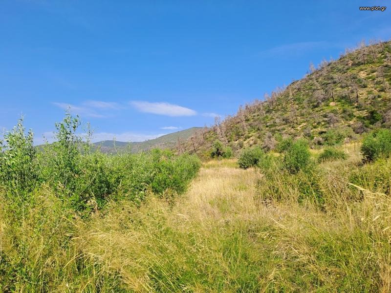 Αγροτεμάχια 10.000 τ.μ. προς πώληση, Παλαιοχώρι Λίμνης