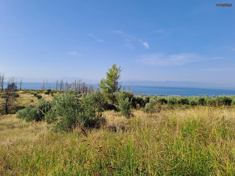 Αγροτεμάχια 10.000 τ.μ. προς πώληση, Παλαιοχώρι Λίμνης