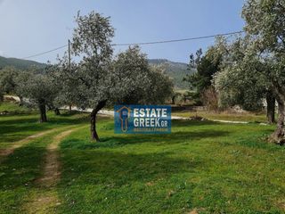 Αγροτεμάχια 2.720 τ.μ. πρός πώληση, Ν. Καβάλας, Θάσος-thumb-7