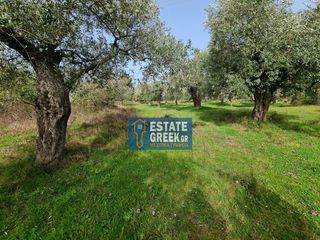 Αγροτεμάχια 2.720 τ.μ. πρός πώληση, Ν. Καβάλας, Θάσος-thumb-3