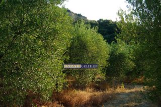 Αγροτεμάχια 9.069 τ.μ. για πώληση, Ν. Καβάλας, Ελευθερές-thumb-14