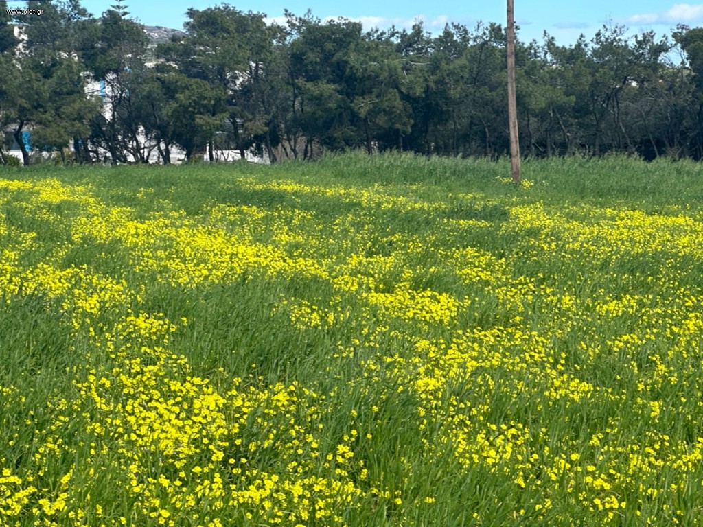 Αγροτεμάχια 6.950 τ.μ. πρός πώληση, Κυκλάδες, Πάρος