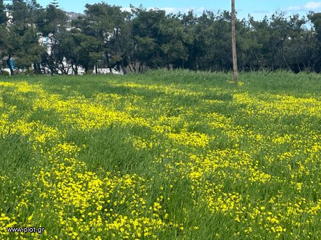 Parcel 6.950sqm for sale-Paros » Glifades