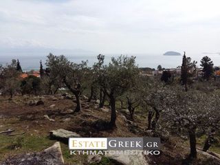 Αγροτεμάχια 36.600 τ.μ. για πώληση, Ν. Καβάλας, Καβάλα-thumb-8