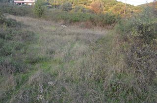 Αγροτεμάχια 3.000 τ.μ. για πώληση, Ν. Καβάλας, Ελευθερές-thumb-1