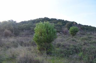 Αγροτεμάχια 3.000 τ.μ. για πώληση, Ν. Καβάλας, Ελευθερές-thumb-2