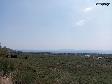 Αγροτεμάχια 6.199 τ.μ. για πώληση