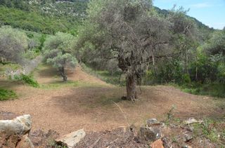 Αγροτεμάχια 6.231 τ.μ. για πώληση, Ν. Καβάλας, Θάσος-thumb-10