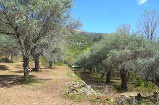 Αγροτεμάχια 6.231 τ.μ. για πώληση, Ν. Καβάλας, Θάσος-thumb-11