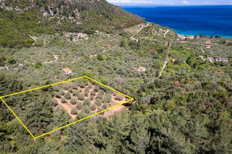 Αγροτεμάχια 6.231 τ.μ. προς πώληση, Κοίνυρα