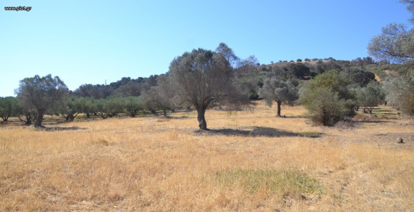Αγροτεμάχια 4.661 τ.μ. πρός πώληση, Ν. Ηρακλείου, Τυμπάκι