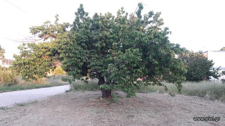 Οικόπεδο 504 τ.μ. για πώληση