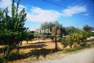Οικόπεδο 1.800 τ.μ. για πώληση, Αχαΐα, Μεσσατίδα-thumb-22