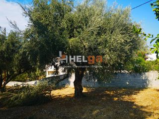 Οικόπεδο 1.800 τ.μ. για πώληση, Αχαΐα, Μεσσατίδα-thumb-19