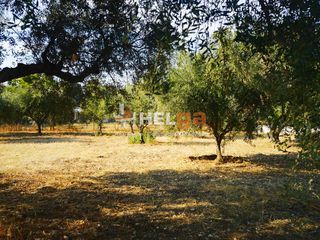 Οικόπεδο 1.800 τ.μ. για πώληση, Αχαΐα, Μεσσατίδα-thumb-20
