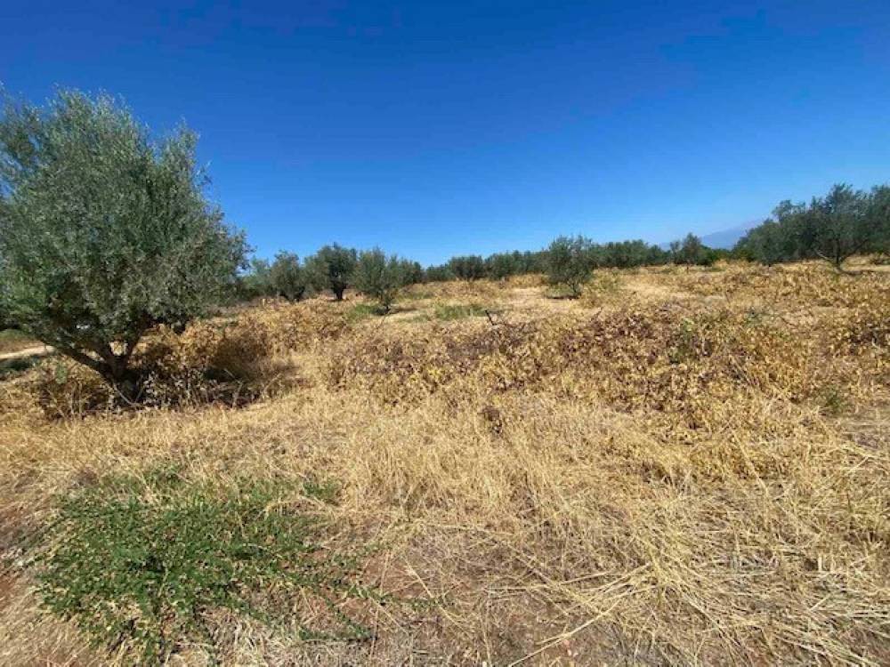Αγροτεμάχια 4.325 τ.μ. πρός πώληση, Κορινθία, Ξυλόκαστρο