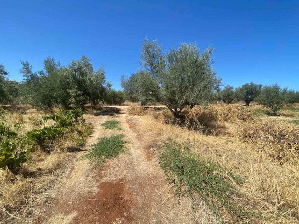 Αγροτεμάχια 4.325 τ.μ. πρός πώληση, Κορινθία, Ξυλόκαστρο