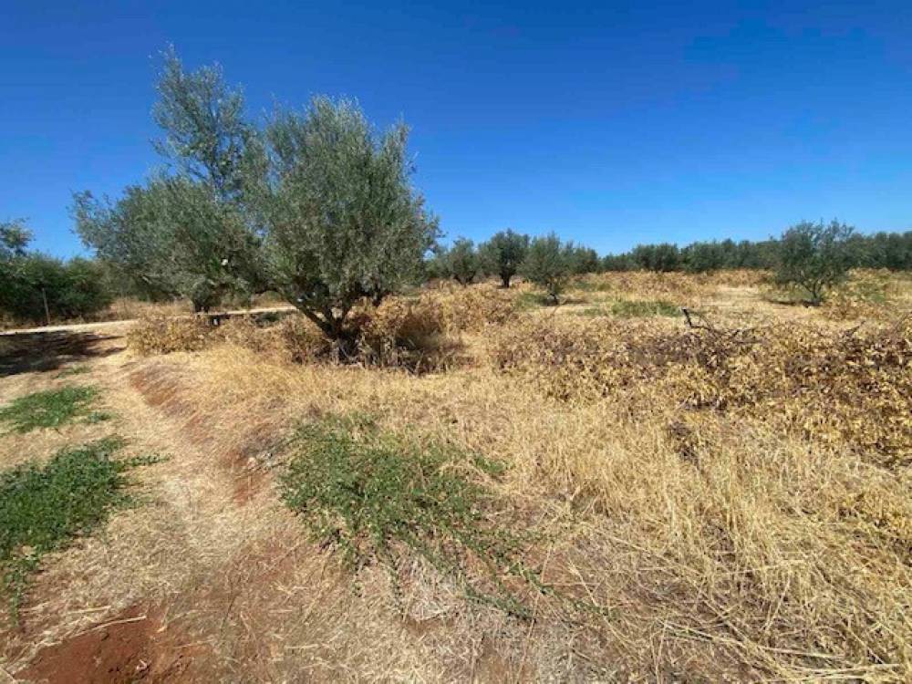 Αγροτεμάχια 4.325 τ.μ. πρός πώληση, Κορινθία, Ξυλόκαστρο