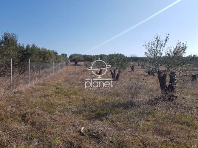 Αγροτεμάχια 2.500 τ.μ. πρός πώληση, Θεσσαλονίκη - Περιφ/Κοί Δήμοι, Επανομή
