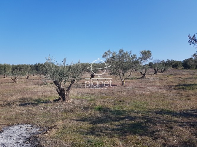 Αγροτεμάχια 2.500 τ.μ. πρός πώληση, Θεσσαλονίκη - Περιφ/Κοί Δήμοι, Επανομή