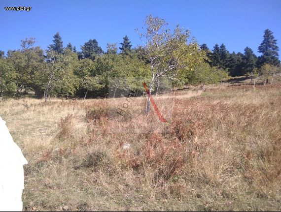 Αγροτεμάχια 4.121 τ.μ. για πώληση, Εύβοια, Αμάρυνθος