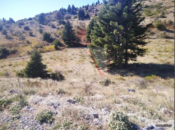 Αγροτεμάχια 2.016 τ.μ. για πώληση, Εύβοια, Αμάρυνθος
