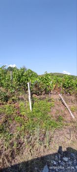 Αγροτεμάχια 3.000τ.μ. για πώληση-Δοβρά » Φυτεία