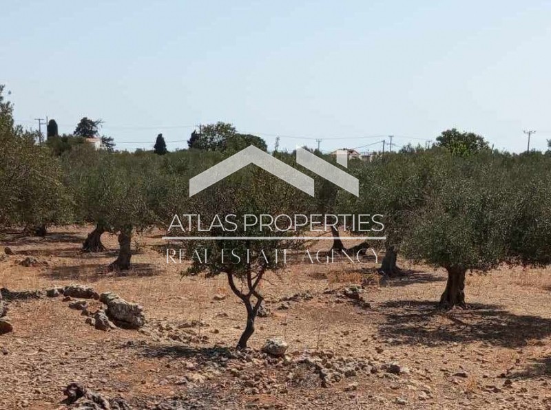Οικόπεδο 3.200 τ.μ. προς πώληση, Δράπανος