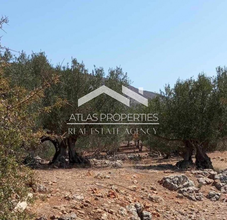 Οικόπεδο 3.200 τ.μ. προς πώληση, Δράπανος