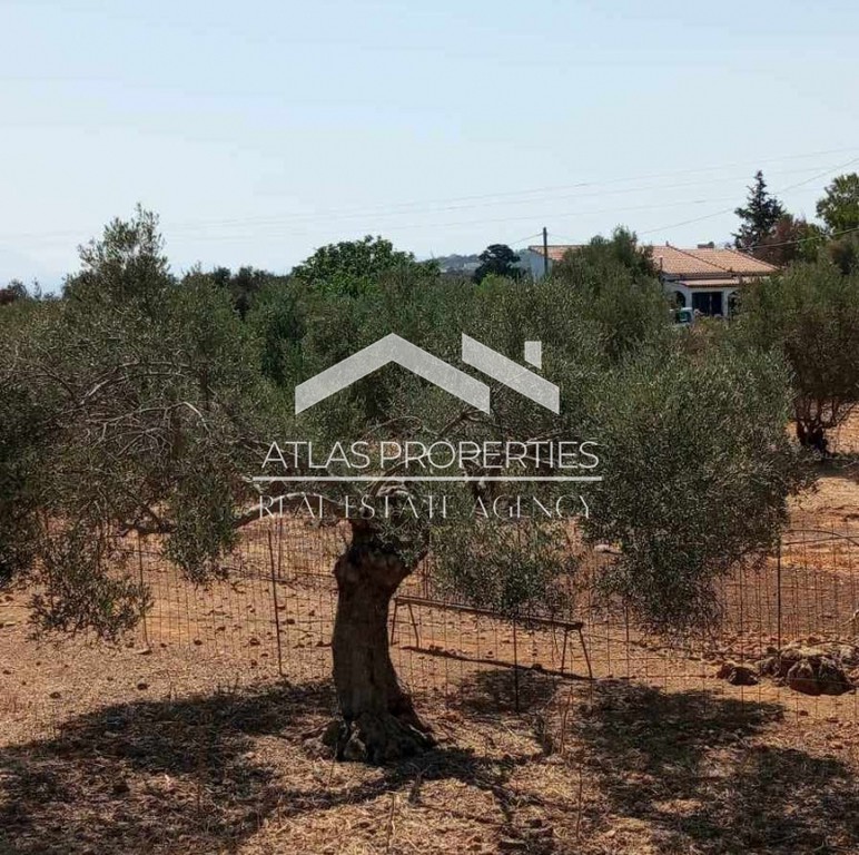 Οικόπεδο 3.200 τ.μ. προς πώληση, Δράπανος