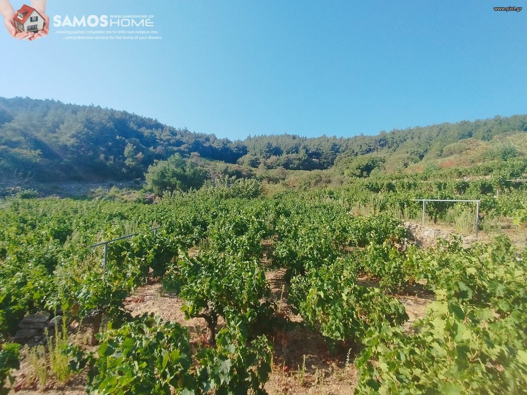 Αγροτεμάχια 2.443 τ.μ. για πώληση, Ν. Σάμου, Σάμος