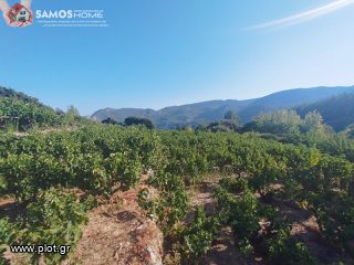 Αγροτεμάχια 2.443 τ.μ. για πώληση, Ν. Σάμου, Σάμος-thumb-2