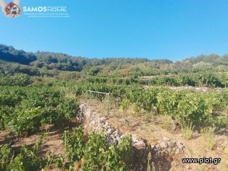 Αγροτεμάχια 2.443 τ.μ. για πώληση, Ν. Σάμου, Σάμος-thumb-3