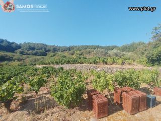 Αγροτεμάχια 2.443 τ.μ. για πώληση, Ν. Σάμου, Σάμος-thumb-4